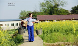 麻豆村,探寻台湾乡村的美丽与魅力